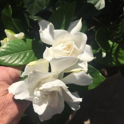 84498606 Ba68 42c8 94ae Fe62d8d7444f 1 105 C